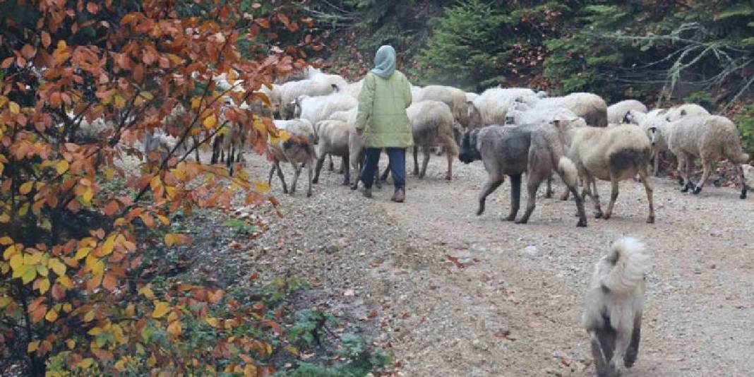 Kar yağışı beklentisi arttı göç başladı! Yaylalardan köye zorlu yolculuk: Kilometrelerce yolu yürüyerek gidiyorlar 4